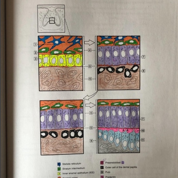 Dental anatomy coloring bok - Picture 2 of 3